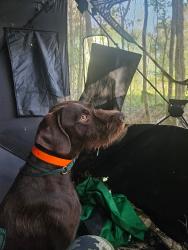 Lost Male Dog last seen County road 13, Hardaway, AL 36039