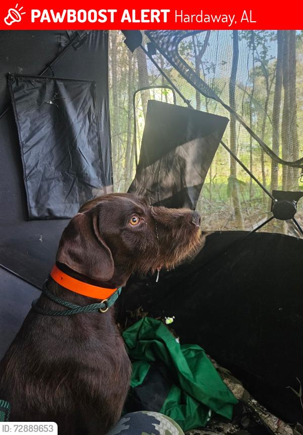 Lost Male Dog last seen County road 13, Hardaway, AL 36039
