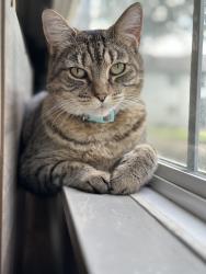 Lost Female Cat last seen Sea Isle Memphis, Tn, Memphis, TN 38117