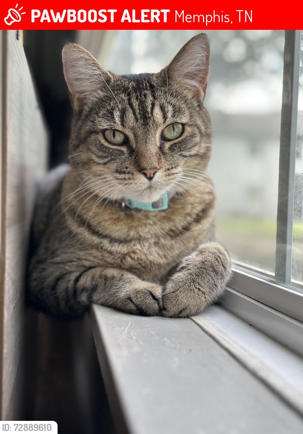 Lost Female Cat last seen Sea Isle Memphis, Tn, Memphis, TN 38117