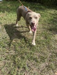 Found/Stray Male Dog last seen Parking Lot of Smoke: Texas BBQ & Watering Hole, Harlingen, TX 78550