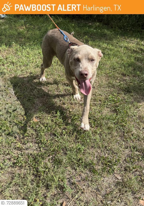 Found/Stray Male Dog last seen Parking Lot of Smoke: Texas BBQ & Watering Hole, Harlingen, TX 78550