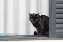 Lost Female Cat last seen Rua Maria da Encarnação Duarte, Chácara da Barra, SP 
