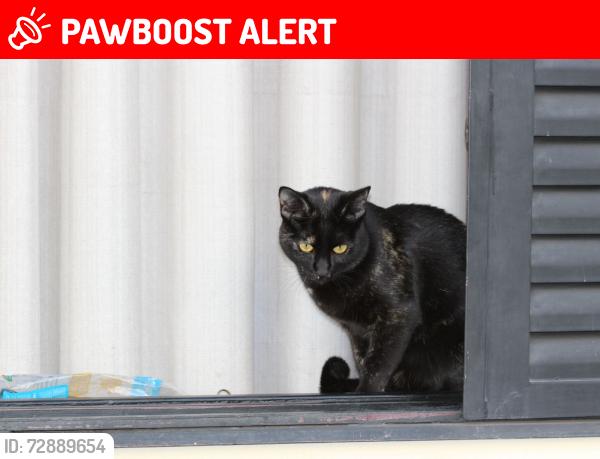 Lost Female Cat last seen Rua Maria da Encarnação Duarte, Chácara da Barra, SP 
