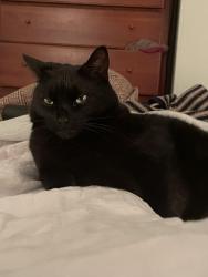 Reunited Male Cat last seen Near Henrietta St, Asheville, NC 28801