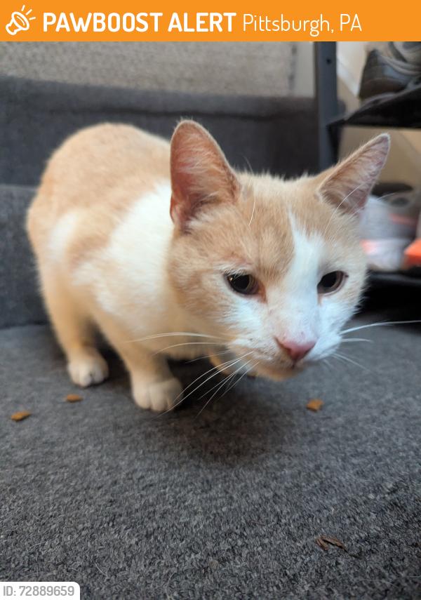 Found/Stray Male Cat last seen Blue slide frick park , Pittsburgh, PA 15217
