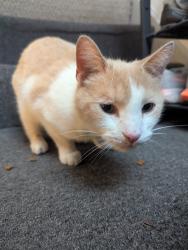 Found/Stray Male Cat last seen Blue slide frick park , Pittsburgh, PA 15217