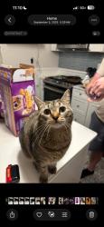 Lost Female Cat last seen Fifth street SW, Roanoke, VA 24016