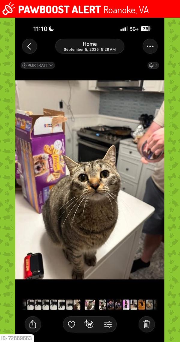 Lost Female Cat last seen Fifth street SW, Roanoke, VA 24016