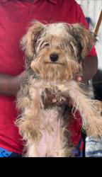 Lost Male Dog last seen Dexter Or Brandon Bay , Walthall County, MS 39667