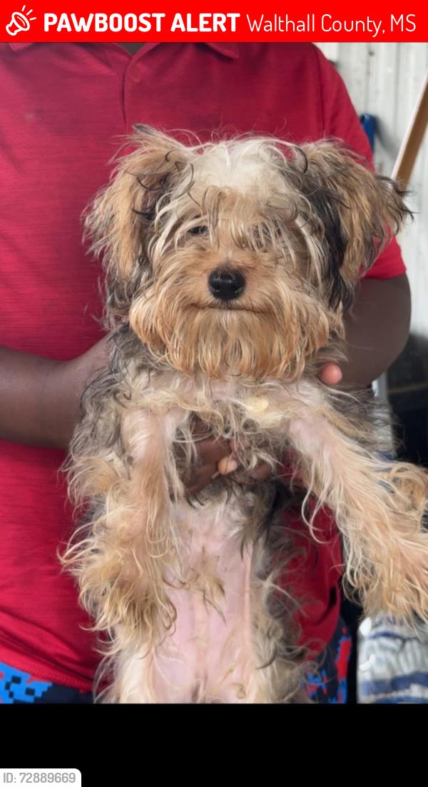 Lost Male Dog last seen Dexter Or Brandon Bay , Walthall County, MS 39667