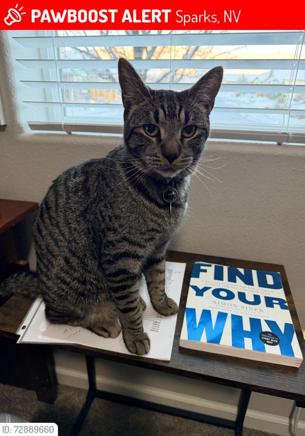 Lost Male Cat last seen Sliver Coyote and Henry Orr   Kiley Ranch Sprks, Sparks, NV 89436