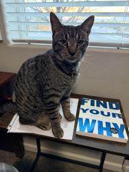 Lost Male Cat last seen Sliver Coyote and Henry Orr   Kiley Ranch Sprks, Sparks, NV 89436