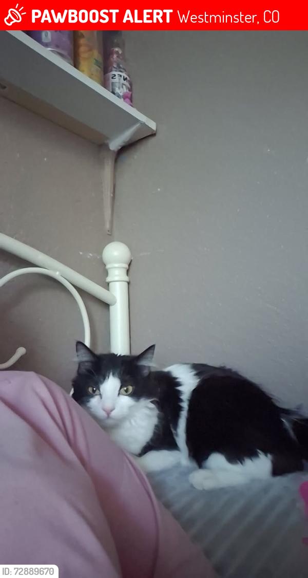 Lost Female Cat last seen W 109th Circle, villas, Westminster, CO 80030