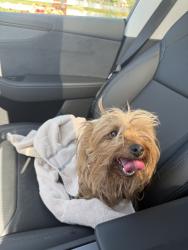 Found/Stray Unknown Dog last seen 20th st west, Palmdale, CA 93551