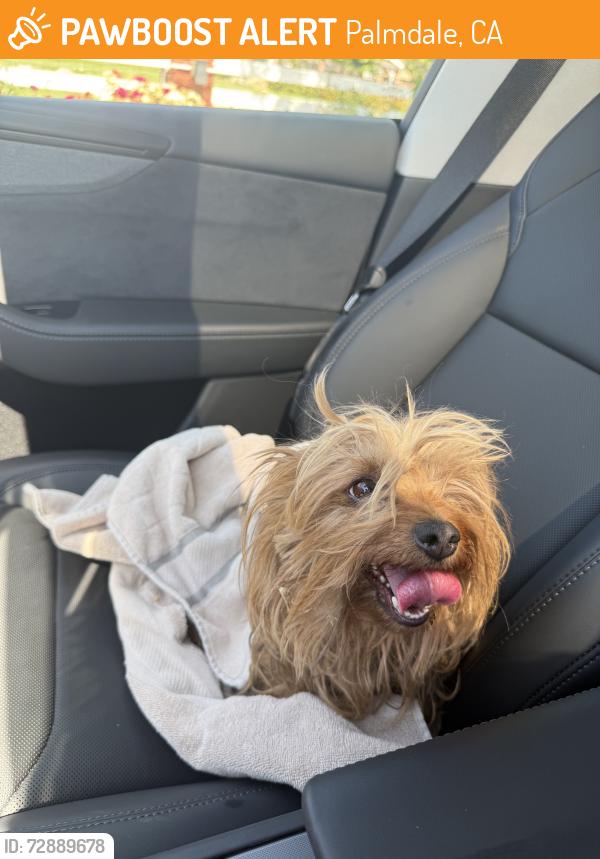 Found/Stray Unknown Dog last seen 20th st west, Palmdale, CA 93551