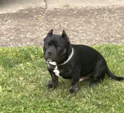 Lost Male Dog last seen Bradley St flint mi, Flint, MI 48503