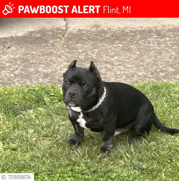 Lost Male Dog last seen Bradley St flint mi, Flint, MI 48503