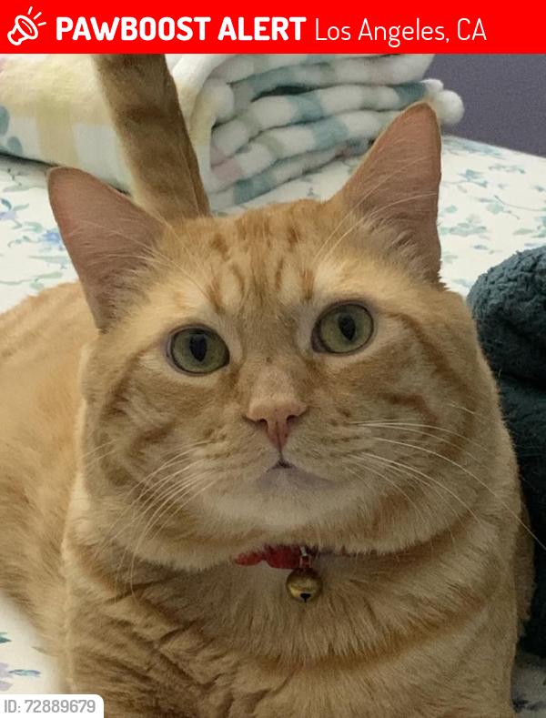 Lost Male Cat last seen Tobias Ave. and Tupper St., Los Angeles, CA 91402