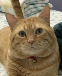 Lost Male Cat last seen Tobias Ave. and Tupper St., Los Angeles, CA 91402