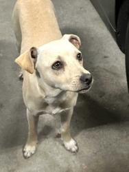 Found/Stray Male Dog last seen Mclaughlin and Shadowfax near Capitol Expressway, San Jose, CA 95121