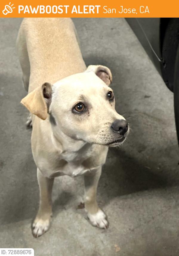 Found/Stray Male Dog last seen Mclaughlin and Shadowfax near Capitol Expressway, San Jose, CA 95121