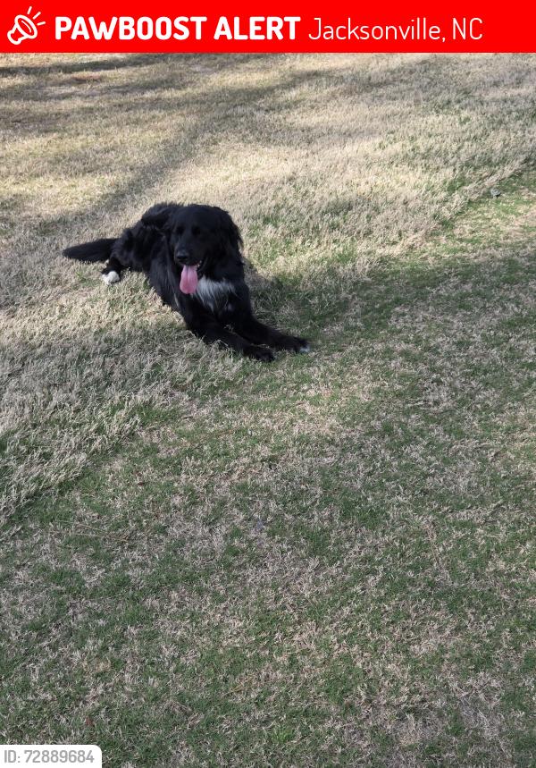 Lost Male Dog last seen Near White Oak HighSchool, Jacksonville, NC 28546