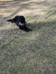 Lost Male Dog last seen Near White Oak HighSchool, Jacksonville, NC 28546