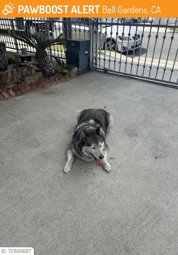 Found/Stray Unknown Dog last seen Eastern and Juan Bonilla, Bell Gardens, CA 90201