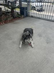 Found/Stray Unknown Dog last seen Eastern and Juan Bonilla, Bell Gardens, CA 90201