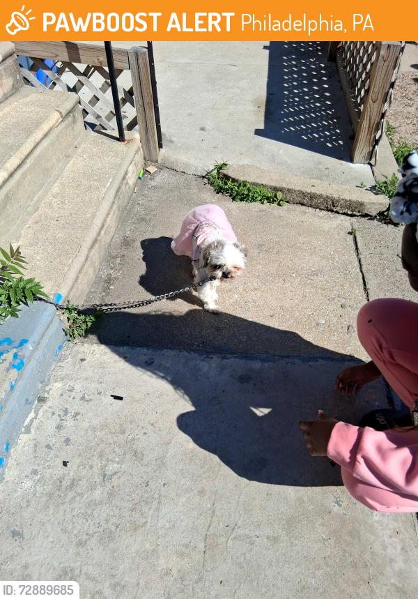 Found/Stray Female Dog last seen Near woodland ave, Philadelphia, PA 19143