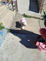 Found/Stray Female Dog last seen Near woodland ave, Philadelphia, PA 19143