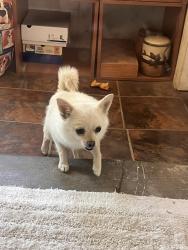 Found/Stray Female Dog last seen South h & ming , Bakersfield, CA 93304