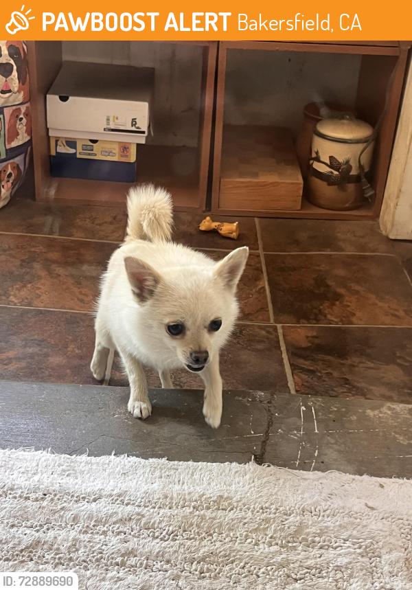 Found/Stray Female Dog last seen South h & ming , Bakersfield, CA 93304