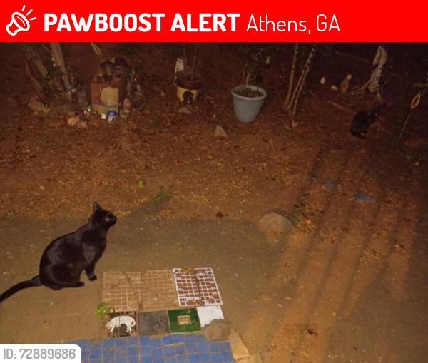 Lost Male Cat last seen Legacy apmts , Athens, GA 30605
