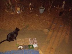 Lost Male Cat last seen Legacy apmts , Athens, GA 30605
