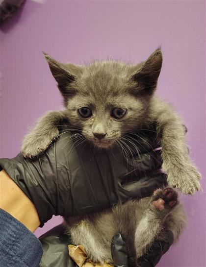 Shelter Stray Male Cat last seen Near Tejas, CITY of El Paso, TX, 5001 Fred Wilson Ave, El Paso, TX 79906, USA