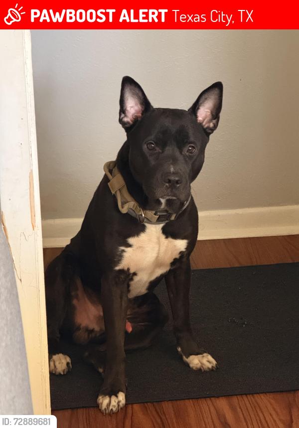 Lost Male Dog last seen Jones rd at Texas City , Texas City, TX 77591