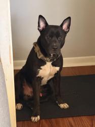 Lost Male Dog last seen Jones rd at Texas City , Texas City, TX 77591