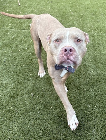Shelter Stray Male Dog last seen Near N Payson St Balt., MD 21217, 21217, MD, Baltimore, MD 21230