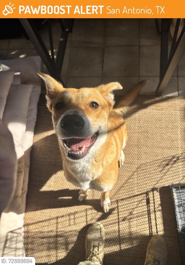 Found/Stray Female Dog last seen Elm trail and beech trail , San Antonio, TX 78244