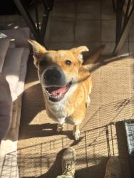 Found/Stray Female Dog last seen Elm trail and beech trail , San Antonio, TX 78244