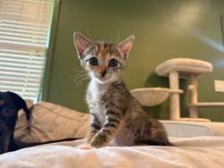 Shelter Stray Female Cat last seen hbfrg, 30030, GA, Atlanta, GA 30341