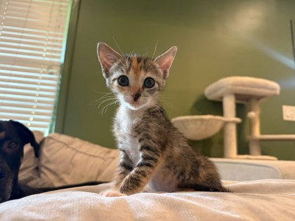Shelter Stray Female Cat last seen hbfrg, 30030, GA, Atlanta, GA 30341