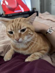 Lost Male Cat last seen Rebel gas station , Rockledge, FL 32955