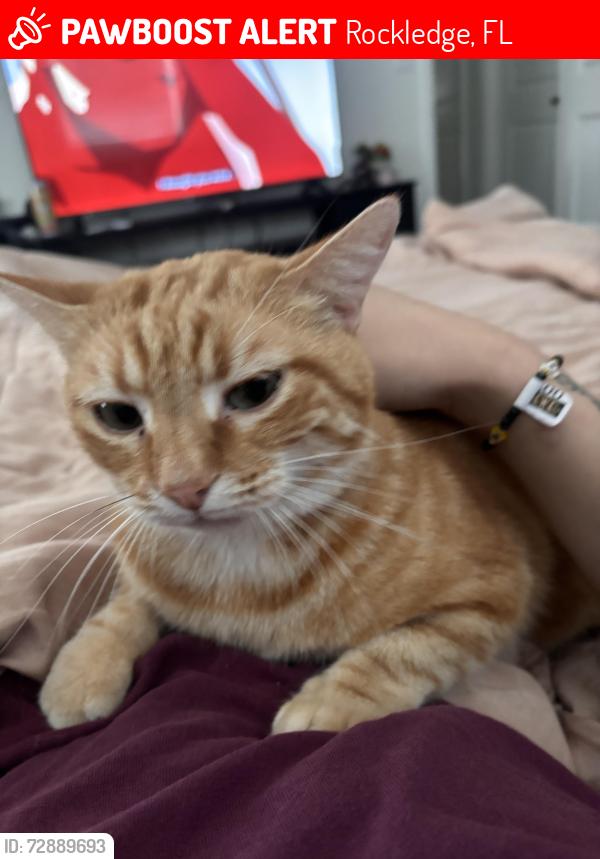 Lost Male Cat last seen Rebel gas station , Rockledge, FL 32955