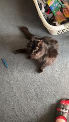Reunited Male Cat last seen Near block of 33rd Ave, Longview, WA 98632