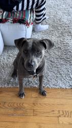 Found/Stray Female Dog last seen la belle hollywood tower, Los Angeles, CA 90028