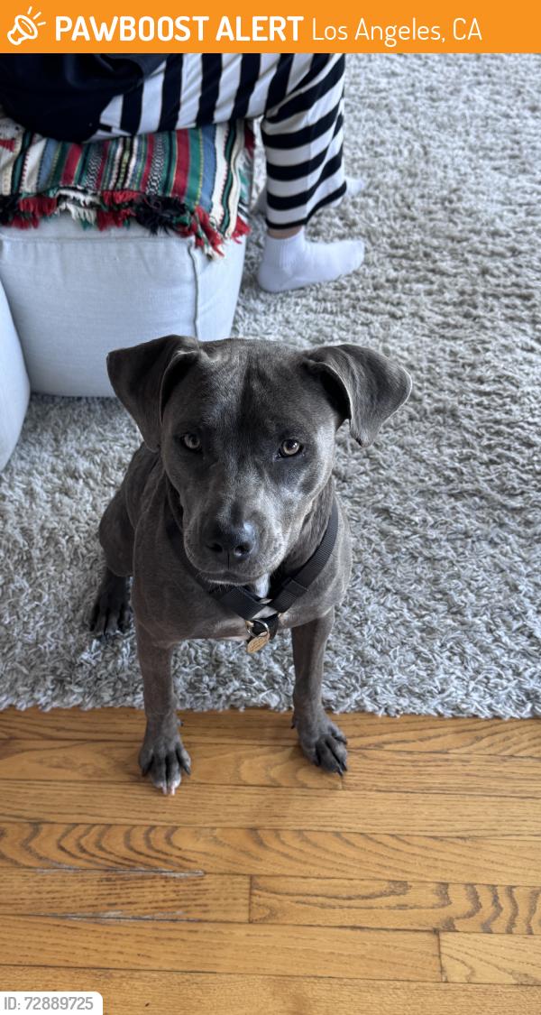 Found/Stray Female Dog last seen la belle hollywood tower, Los Angeles, CA 90028