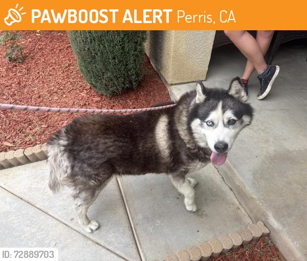 Found/Stray Male Dog last seen Curlew and barn Owl, Perris, CA 92571